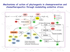 Phytoagents for cancer management: regulation of nucleic acid oxidation, ROS, and related mechanisms