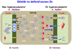 Root-secreted nicotianamine from Arabidopsis halleri facilitates zinc hypertolerance by regulating zinc bioavailability