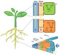 Long-distance call from phosphate: systemic regulation of phosphate starvation responses