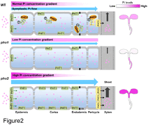 MicroRNA-mediated surveillance of phosphate transporters on the move