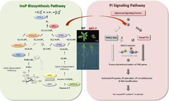 阿拉伯芥肌醇五磷酸激酶 (AtIPK1)在調節植物體內磷酸鹽代謝平衡的角色