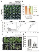 阿拉伯芥CAP蛋白所衍生出之胜肽於調控耐鹽度之角色