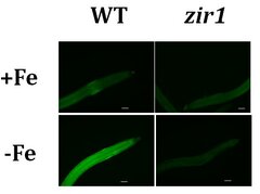 Glutathione plays an essential role in nitric oxide-mediated iron deficiency signaling and iron deficiency tolerance in Arabidopsis
