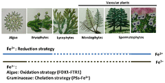 Evolutionary analysis of Fe acquisition system in Marchantia polymorpha