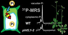 Identification of plant vacuolar transporters mediating phosphate storage