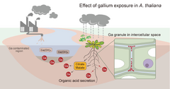 Effect of gallium exposure in Arabidopsis thaliana is similar to aluminum stress