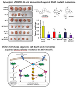 A novel plant sesquiterpene lactone derivative DETD-35 suppresses BRAFV600E mutant melanoma growth and overcomes acquired vemurafenib resistance in mice