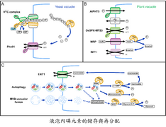 Role of vacuoles in phosphorus storage and remobilization