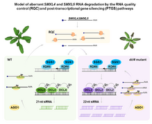 DCL2- and RDR6-dependent transitive silencing of SMXL4 and SMXL5 in Arabidopsis dcl4 mutants causes defective phloem transport and carbohydrate over-accumulation