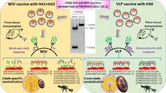 A virus-like particle vaccination strategy expands its tolerance to H3N2 antigenic drift by enhancing neutralizing antibodies against hemagglutinin stalk