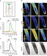 Ratiometric Matryoshka biosensors from a nested cassette of green- and orange-emitting fluorescent proteins