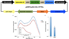 Design and Functional Analysis of Fluorescent Nitrate and Peptide Transporter Acativity Sensors in Yeast Cultures