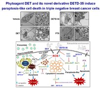 Phytoagent deoxyelephantopin derivative inhibits triple negative breast cancer cell activity by inducing oxidative stress-mediated paraptosis-like cell death