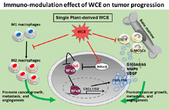 A standardized herbal extract mitigates tumor inflammation and augments chemotherapy effect of docetaxel in prostate cancer