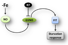 S-nitrosoglutathione works downstream of nitric oxide to mediate iron deficiency signaling in Arabidopsis