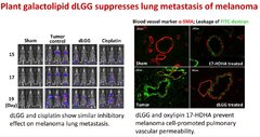 Plant galactolipid dLGG suppresses lung metastasis of melanoma through deregulating TNF-α-mediated pulmonary vascular permeability and circulating oxylipin dynamics in mice