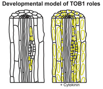 TRANSPORTER OF IBA1 Links Auxin and Cytokininto Influence Root Architecture