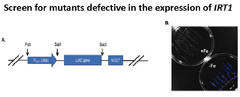 The dual benefit of a dominant mutation in Arabidopsis IRON DEFICIENCY TOLERANT1 for iron biofortification and heavy metal phytoremediation