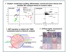 Integrated omics-based pathway analyses uncover CYP epoxygenase-associated networks as theranostic targets for metastatic triple negative breast cancer