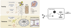 Assessment of indium toxicity to the model plant Arabidopsis