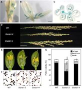 uORF and Phosphate-Regulated Expression of Rice OsNLA1 Controls Phosphate Transport and Reproduction