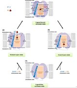 Structure-Function Analysis Reveals Amino Acid Residues of Arabidopsis Phosphate Transporter At PHT1;1 Crucial for Its Activity