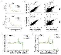 A HemK class glutamine-methyltransferase is involved in the termination of translation and essential for iron homeostasis in Arabidopsis