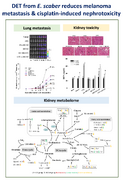 Phyto-sesquiterpene lactone deoxyelephantopin and cisplatin synergistically suppress lung metastasis of B16 melanoma in mice with reduced nephrotoxicity