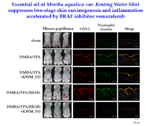 Essential oil of Mentha aquatic var. Kenting Water Mint suppresses two-stage skin carcinogenesis accelerated by BRAF inhibitor vemurafenib
