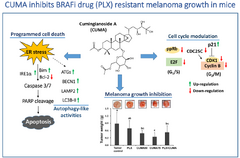 Cumingianoside A, a phyto-triterpenoid saponin inhibits acquired BRAF inhibitor resistant melanoma growth via programmed cell death
