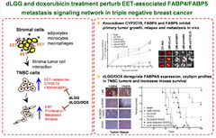 Deregulating the CYP2C19/epoxy-eicosatrienoic acid-associated FABP4/FABP5 signaling network as a therapeutic approach for metastatic triple-negative breast cancer