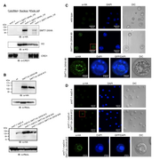  SUMO protease SMT7 modulates ribosomal protein L30 to regulate cell-size checkpoint function