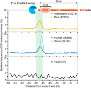 RNA降解組中外顯子連接複合體足跡可作為轉譯前RNA降解的標記