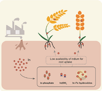 Indium uptake and accumulation by rice and wheat and health risk associated with their consumption