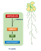 Histone H3 lysine4 trimethylation-regulated GRF11 expression is essential for the iron deficiency response in Arabidopsis thaliana