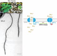 Feedback inhibition of AMT1 NH4+-transporters mediated by CIPK15 kinase