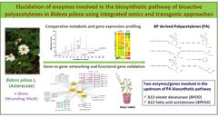 Elucidation of enzymes involved in the biosynthetic pathway of bioactive polyacetylenes in Bidens pilosa using integrated omics and transgenic approaches