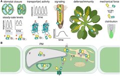 Designs, applications, and limitations of genetically encoded fluorescent sensors to explore plant biology
