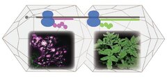 從起始密碼子輪廓表現探索植物病毒TYLCTHV的隱藏基因及其致病性之影響