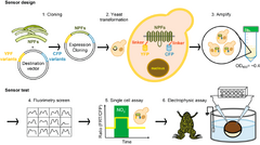 Concept of Fluorescent Transport Activity Biosensor for the Characterization of the Arabidopsis NPF1.3 Activity of Nitrate