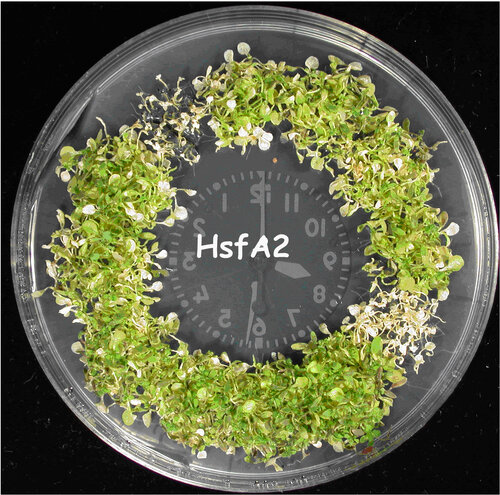 A Heat-Inducible Transcription Factor, HsfA2, Is Required for Extension of Acquired Thermotolerance in Arabidopsis