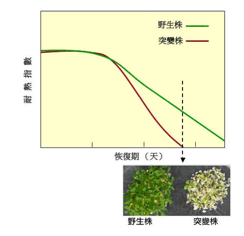 Arabidopsis Hsa32, a novel heat-shock protein, is essential for acquired thermotolerance during a long recovery period after acclimation treatment相片