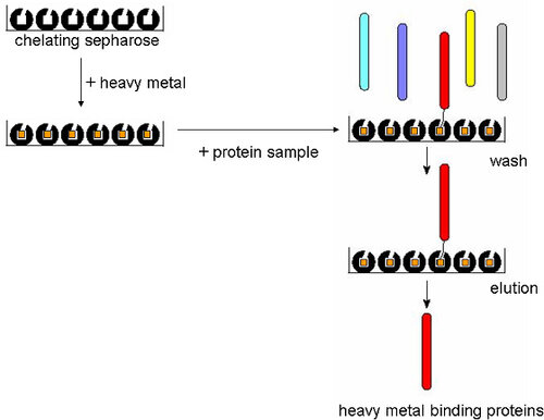 Proteomic survey of copper-binding proteins in Arabidopsis roots by immobilized metal affinity chromatography and mass spectrometry相片