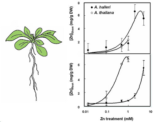 Genes Associated with Heavy Metal Tolerance and Accumulation in Zn/Cd Hyperaccumulator Arabidopsis halleri: A Genomic Survey with cDNA Microarray相片