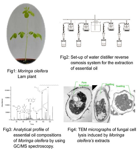 Modulatory effects of Echinacea purpurea extracts on human dendritic cells: A cell-and gene-based study相片