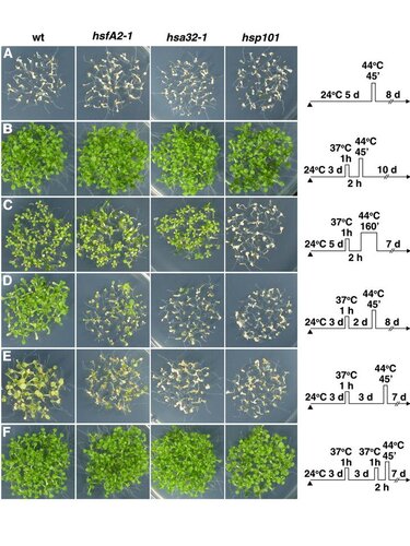 A Heat-Inducible Transcription Factor, HsfA2, Is Required for Extension of Acquired Thermotolerance in Arabidopsis相片