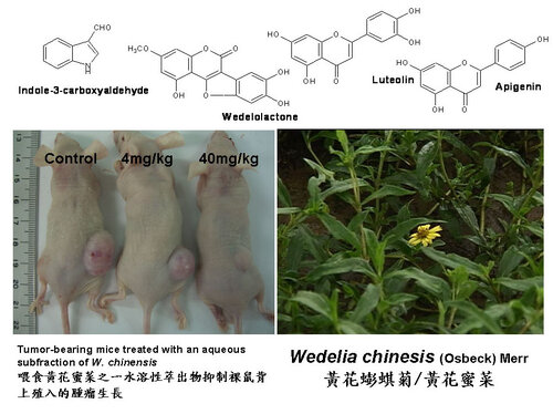 Compounds from Wedelia chinensis synergistically suppress androgen activity and growth in prostate cancer cells