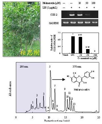 Effect of phytocompounds from the heartwood of Acacia confusa on inflammatory mediator production.相片