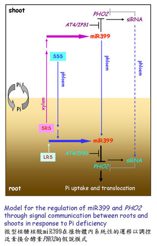 Regulatory Network of MicroRNA399 and PHO2 by Systemic Signaling相片
