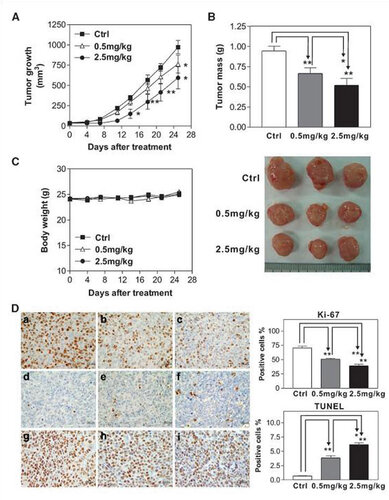 A Novel Diterpene Suppresses CWR22Rv1 Tumor Growth in Vivo through Anti-proliferation and Pro-apoptosis相片
